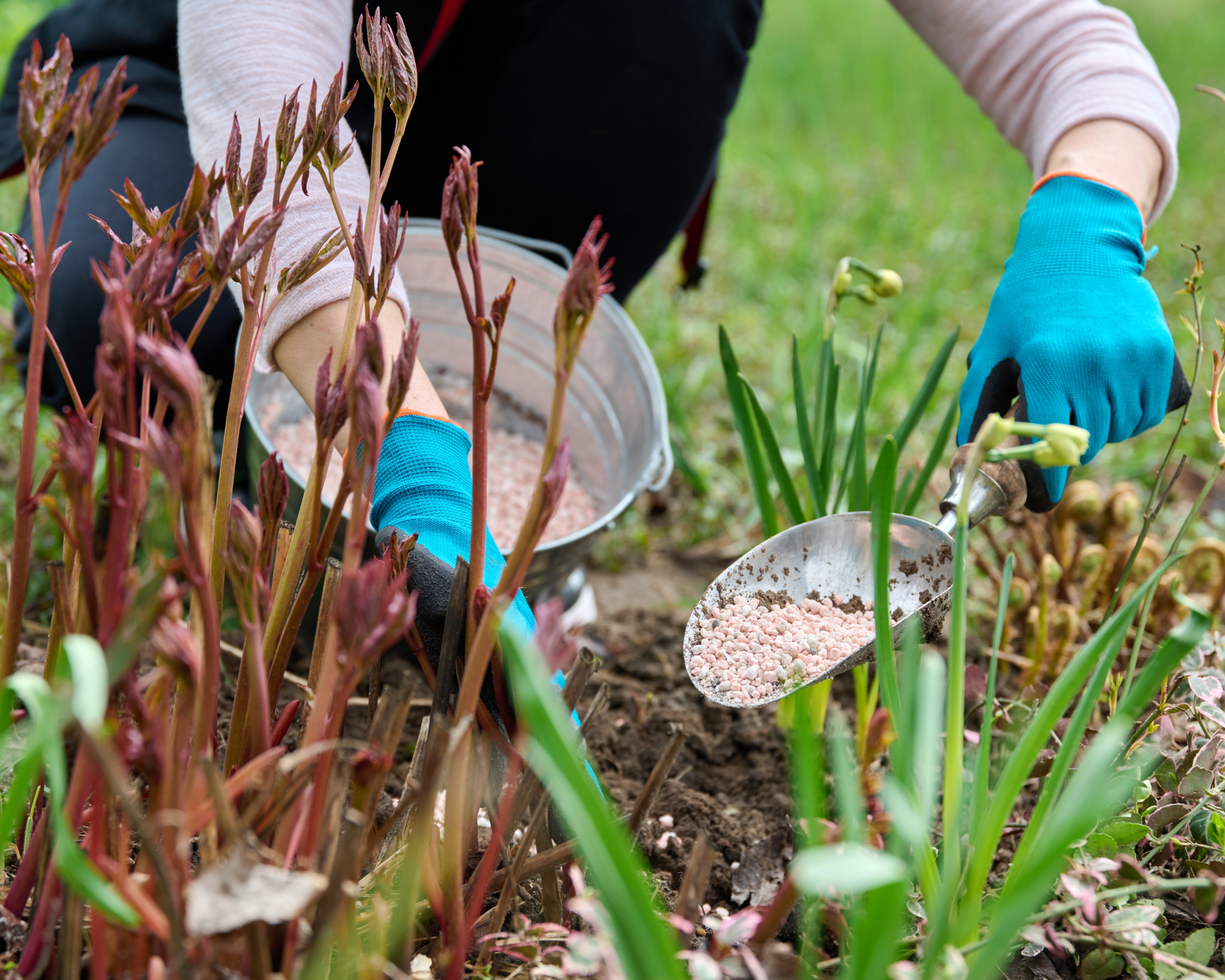 gardener wearing gardening gloves feeding a peony plant in spring