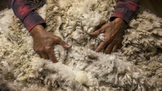 hands fondling merino wool