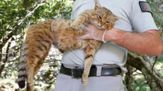 A French Forest and Hunting Office employee holds up a "cat-fox" thought to be a new feline species.
