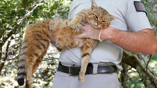 A French Forest and Hunting Office employee holds up a &quot;cat-fox&quot; thought to be a new feline species.