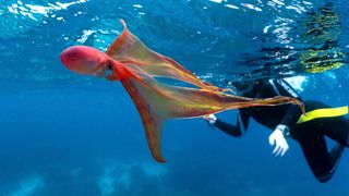 The blanket octopus swimming near the surface above the Great Barrier Reef, Australia. 