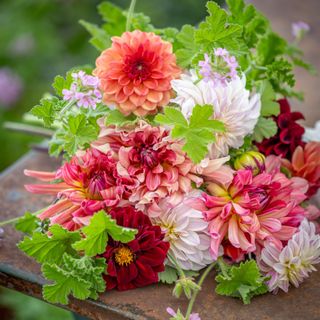 Dahlia arrangement of pink and red dahlias by Cath Kidston MBE for Sarah Raven's dahlia Collective