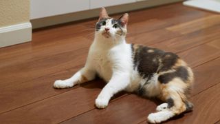 a tailless tortoiseshell cat with a white bib, laying on a wooden floor and looking up and alert