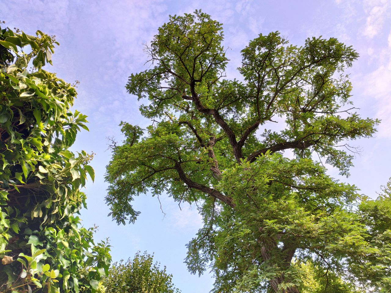 Photo on a Xiaomi Mi 9T Pro