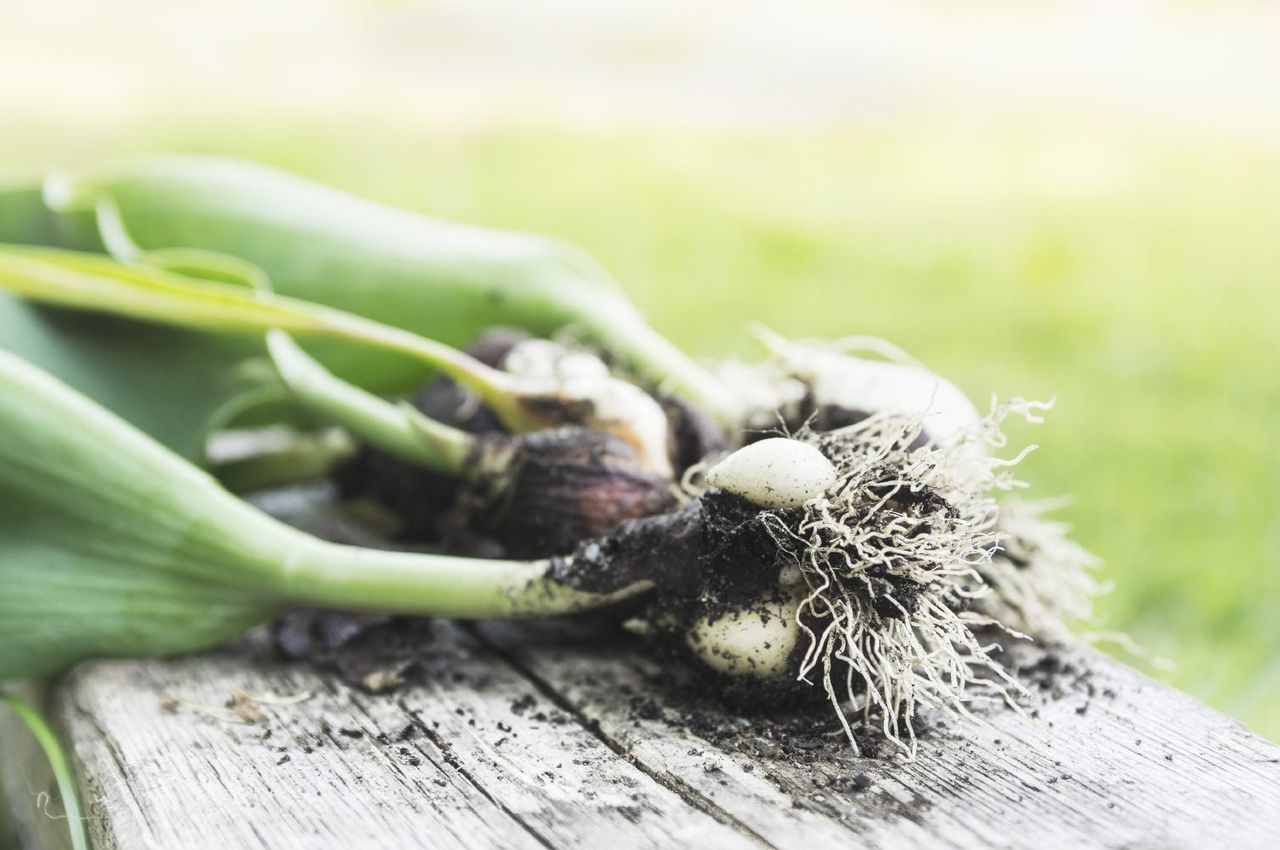 Uprooted Tulip Bulbs