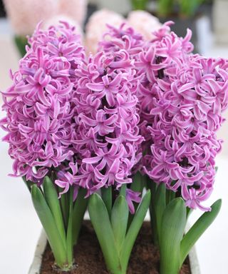 Paul Hermann pink hyacinth in bloom