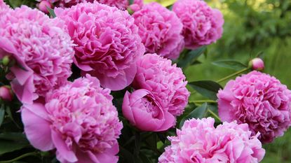 pink peonies in full bloom in a garden