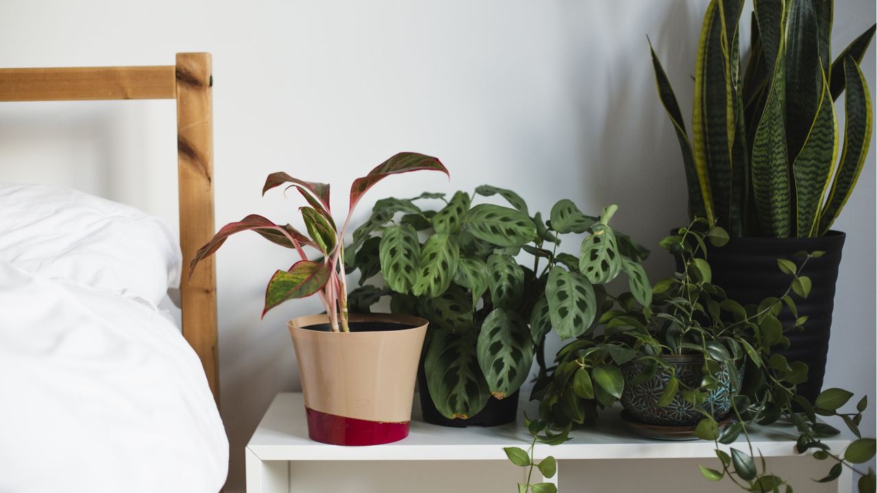 Houseplants you should never put in your bedroom