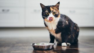 Cat sat next to empty food bowl licking lips