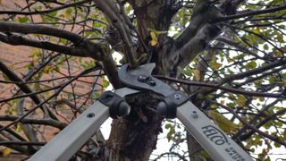 Pruning a tree branch