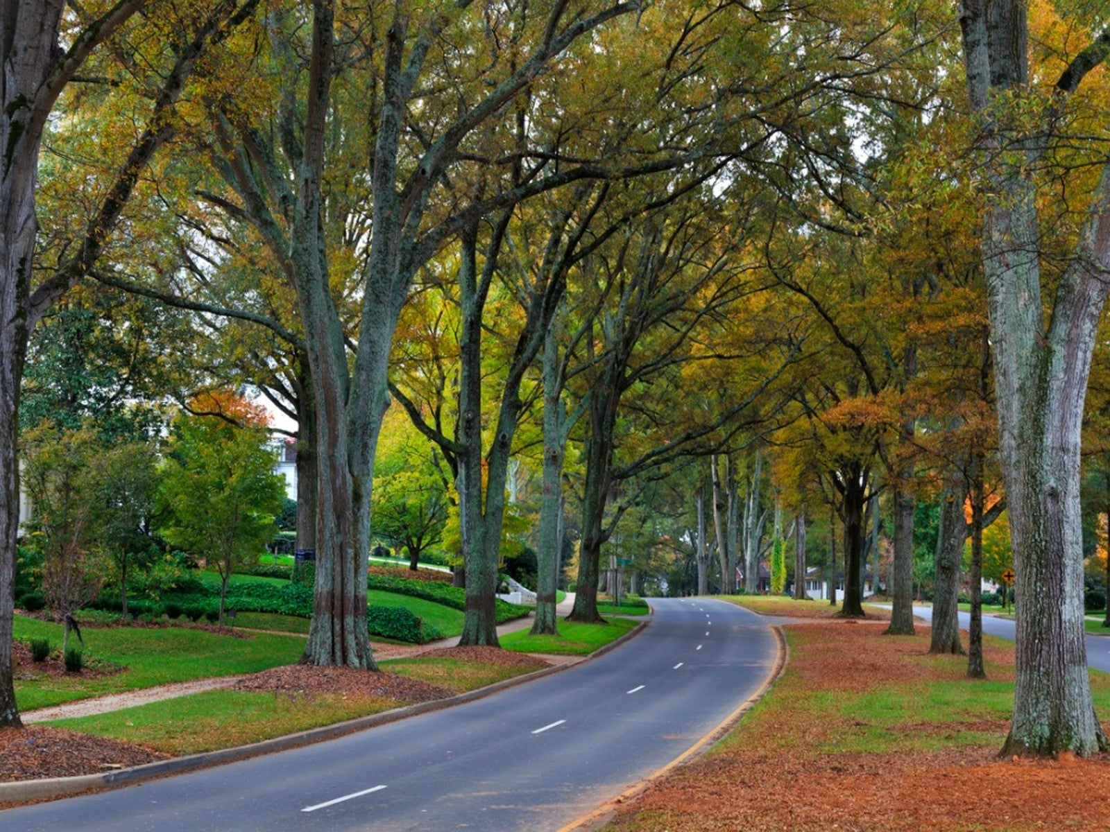 Willow Oak Information Learn About Growing Willow Oak Trees