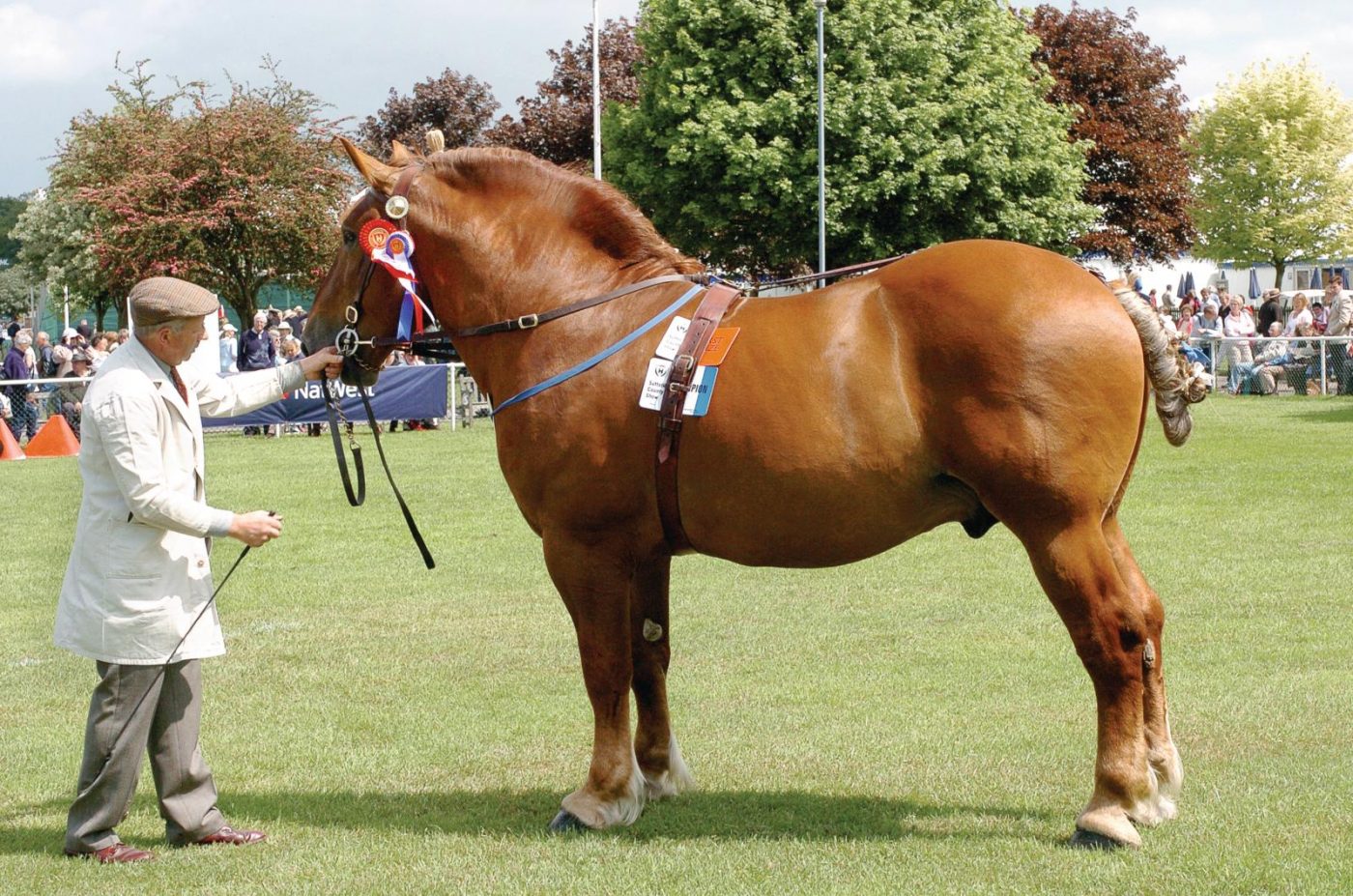 The Suffolk Punch, a rare horse breed