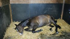 Colic.jpg