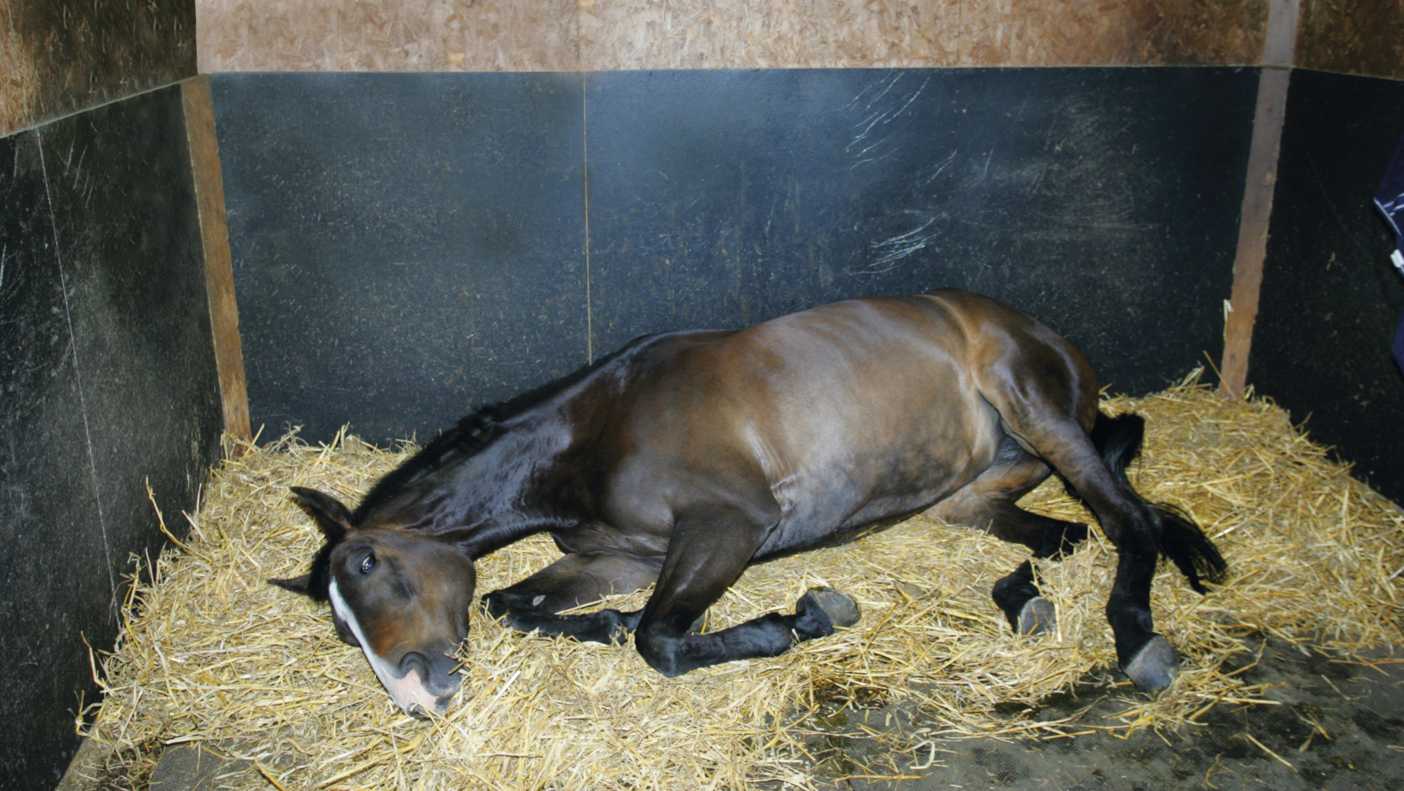 Colic.jpg
