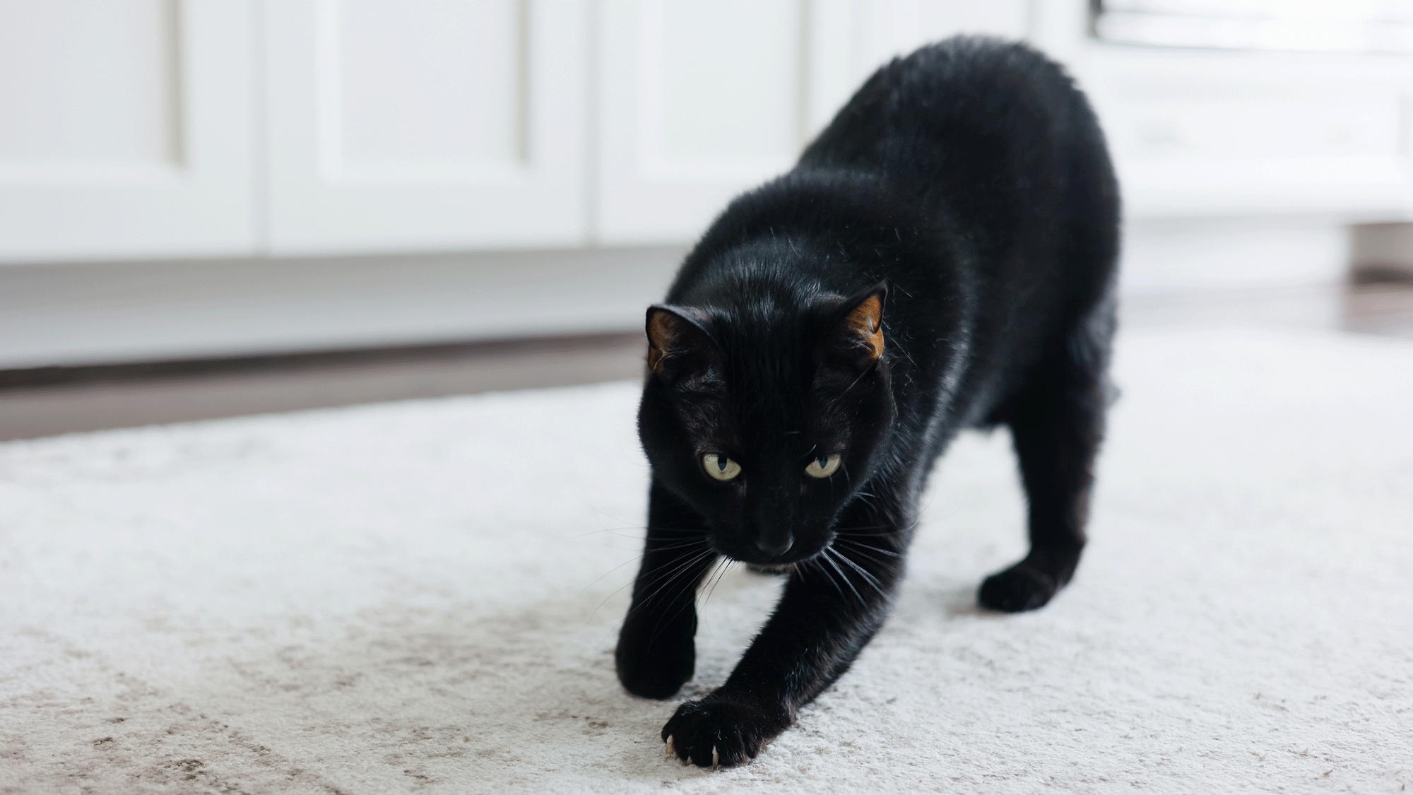 A black cat stands on a white rug