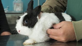 Rabbit at vet