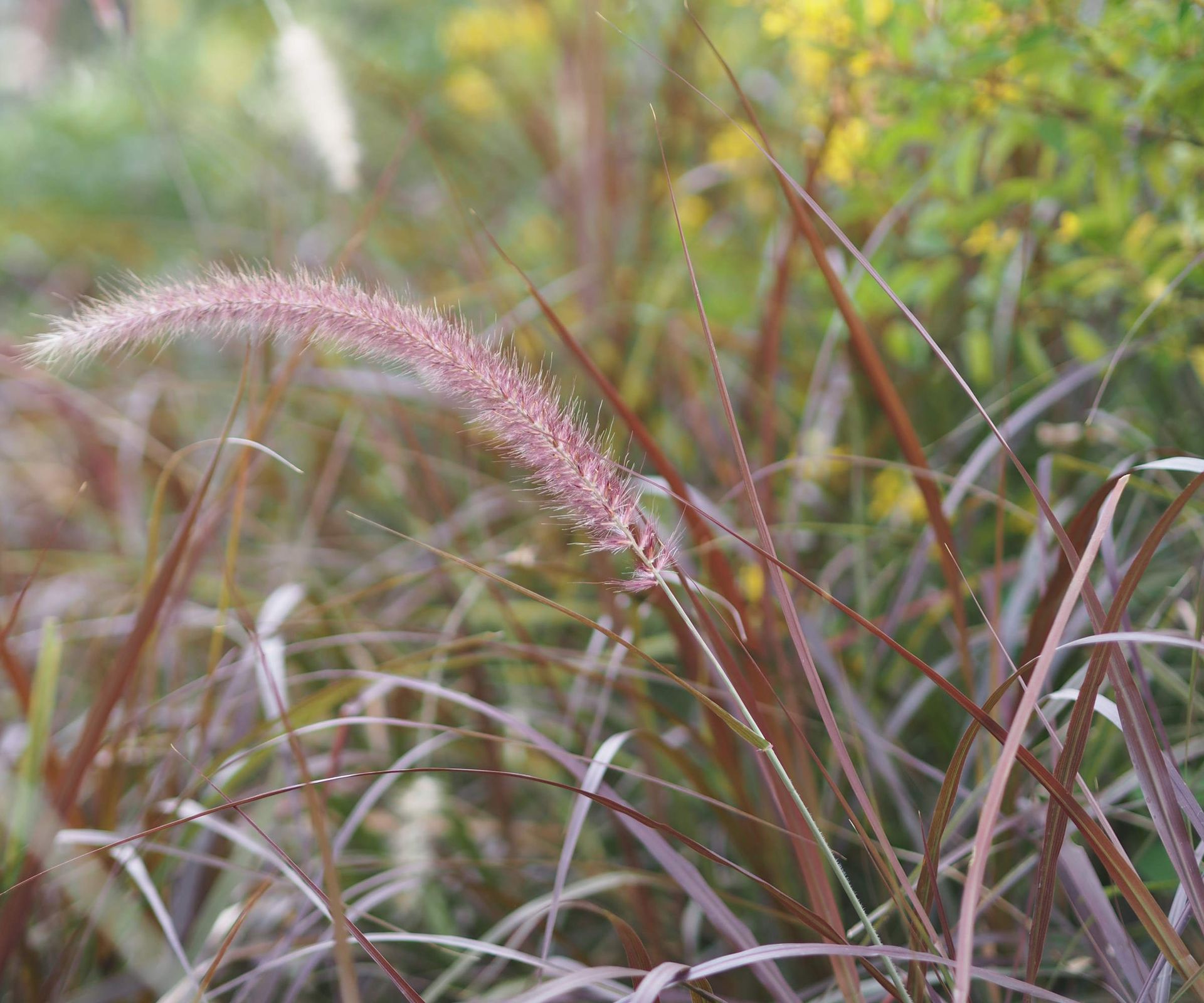 Ornamental Grasses To Cut Back In February - 7 To Prune 