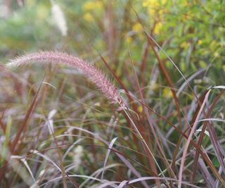 Red flower head of Pennisetum grass