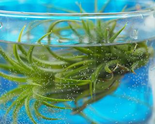 air plants in water