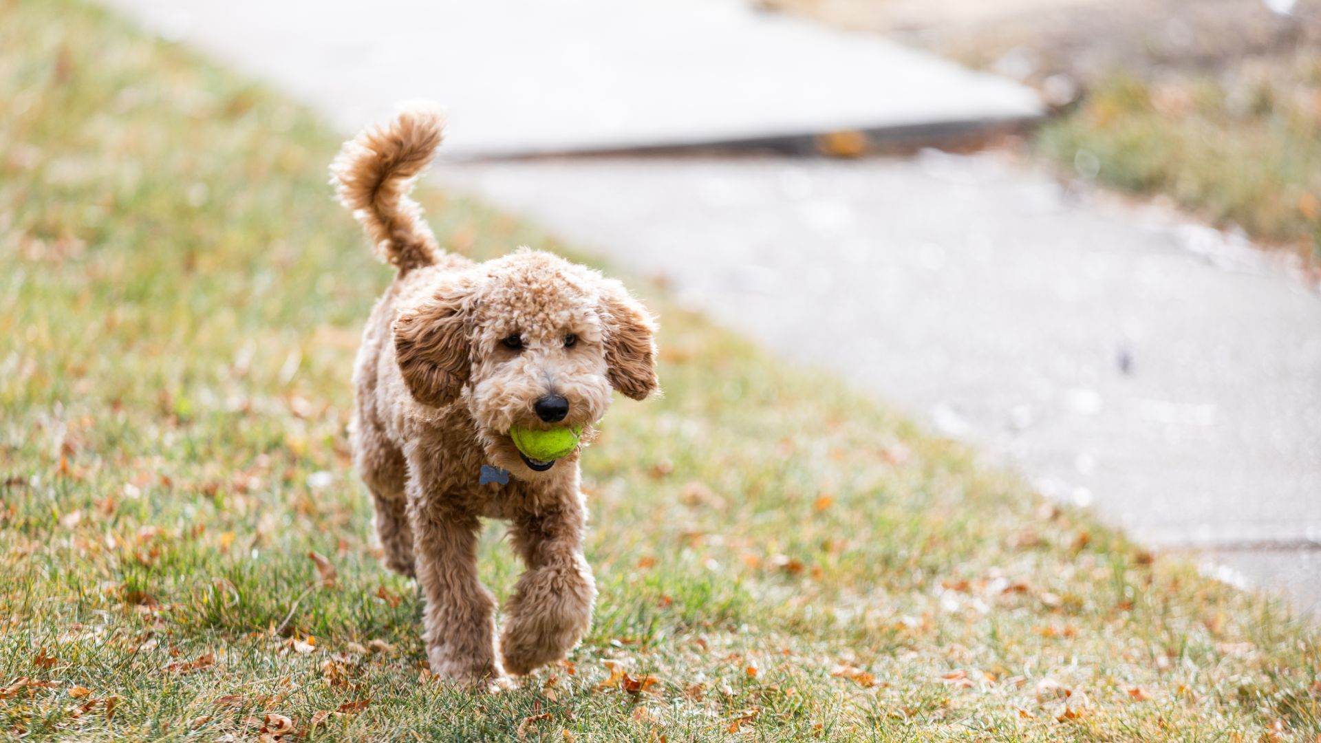 labradoodle fetching a ball