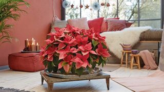 large pink poinsettia display on coffee table in living room