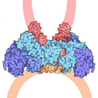 This illustration shows how the enzyme integrase copies and inserts HIV's DNA into the cells it infects.