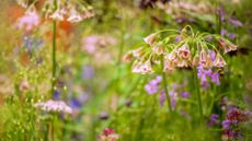 Sicilian Honey Garlic