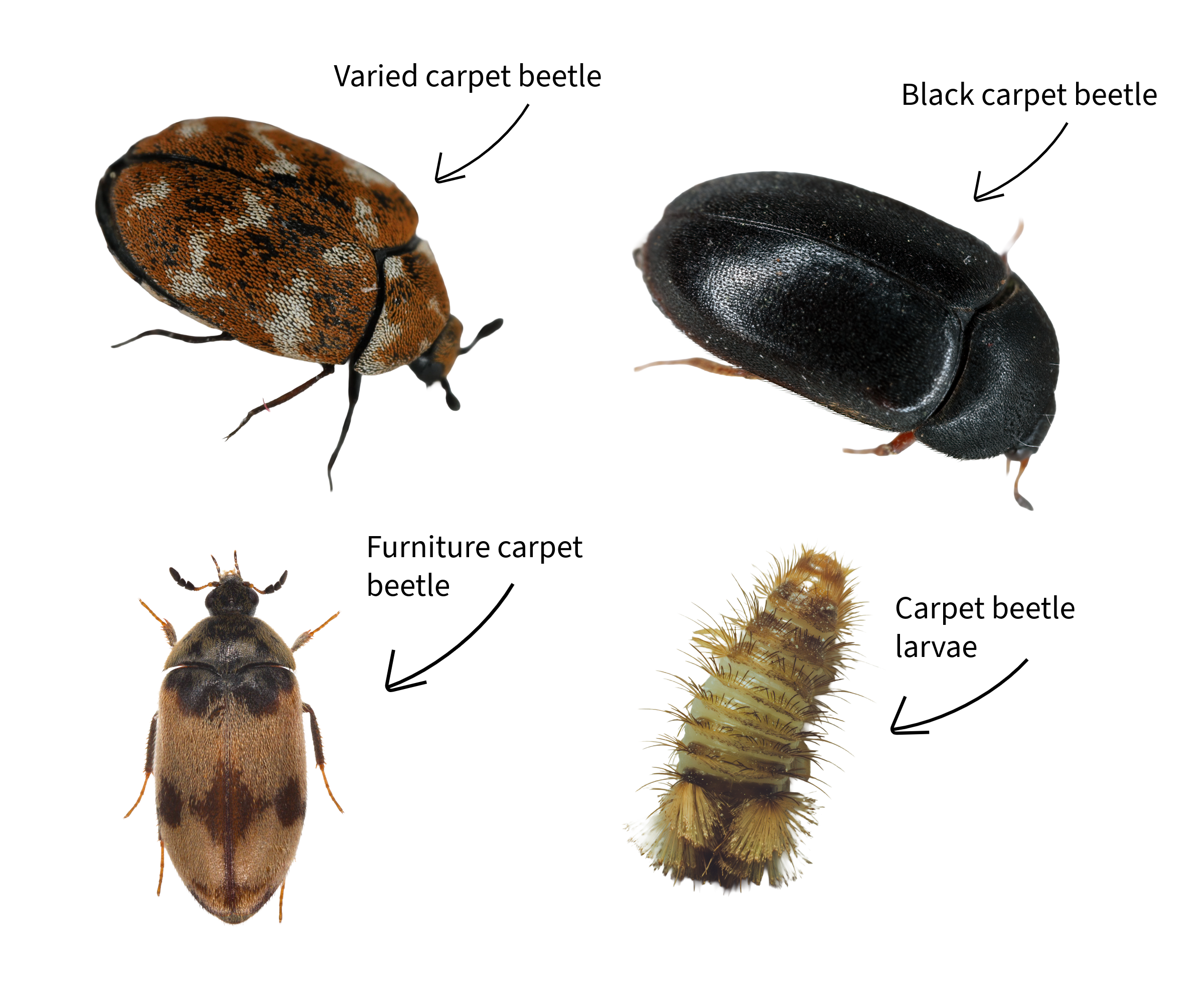 Photo collage comparing the different types of carpet beetles