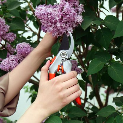 Woman pruning lilac bush