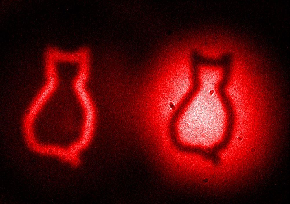 The cat images represent the famous Schrödinger cat paradox