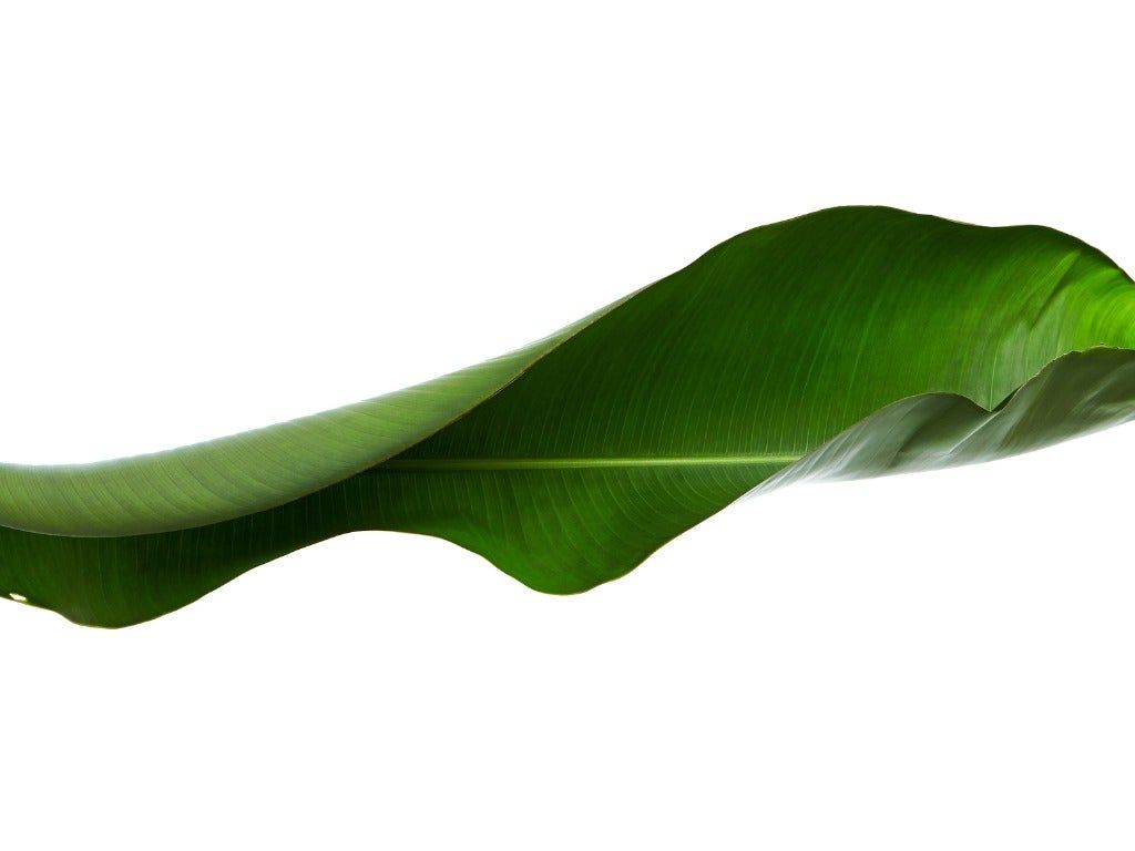 Bird Of Paradise Leaf Curling