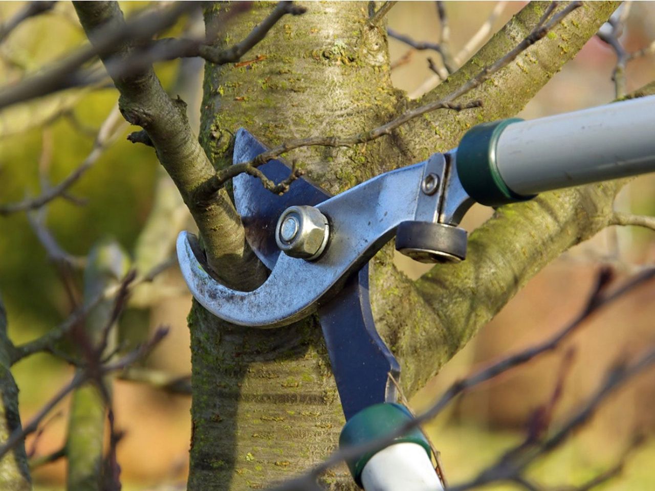 Pruning Of A Tree Branch