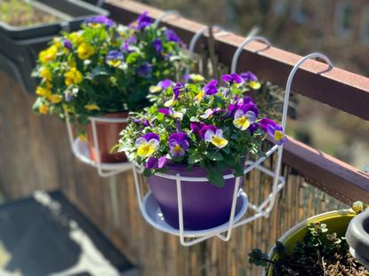 Potted Flower In Balcony Planters