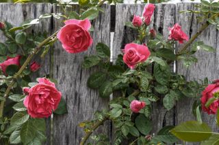 Pink climbing roses