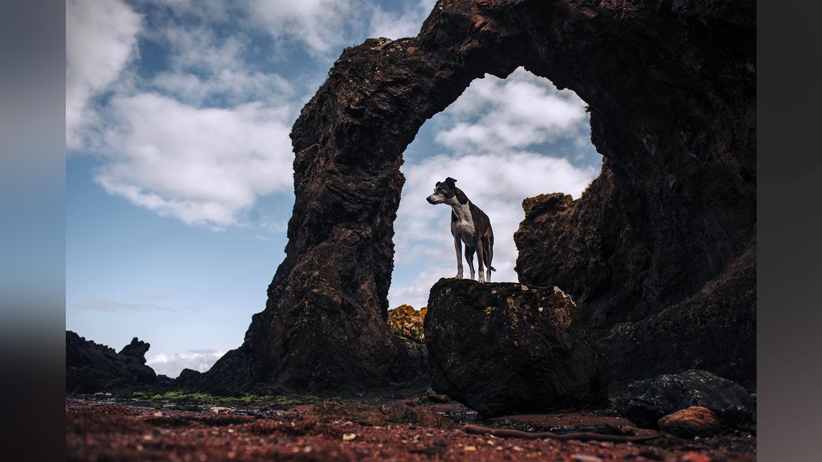 A dog standing on a stone in front of a stone arch at the beach