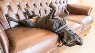 Staffie bull terrier sleeping on its back