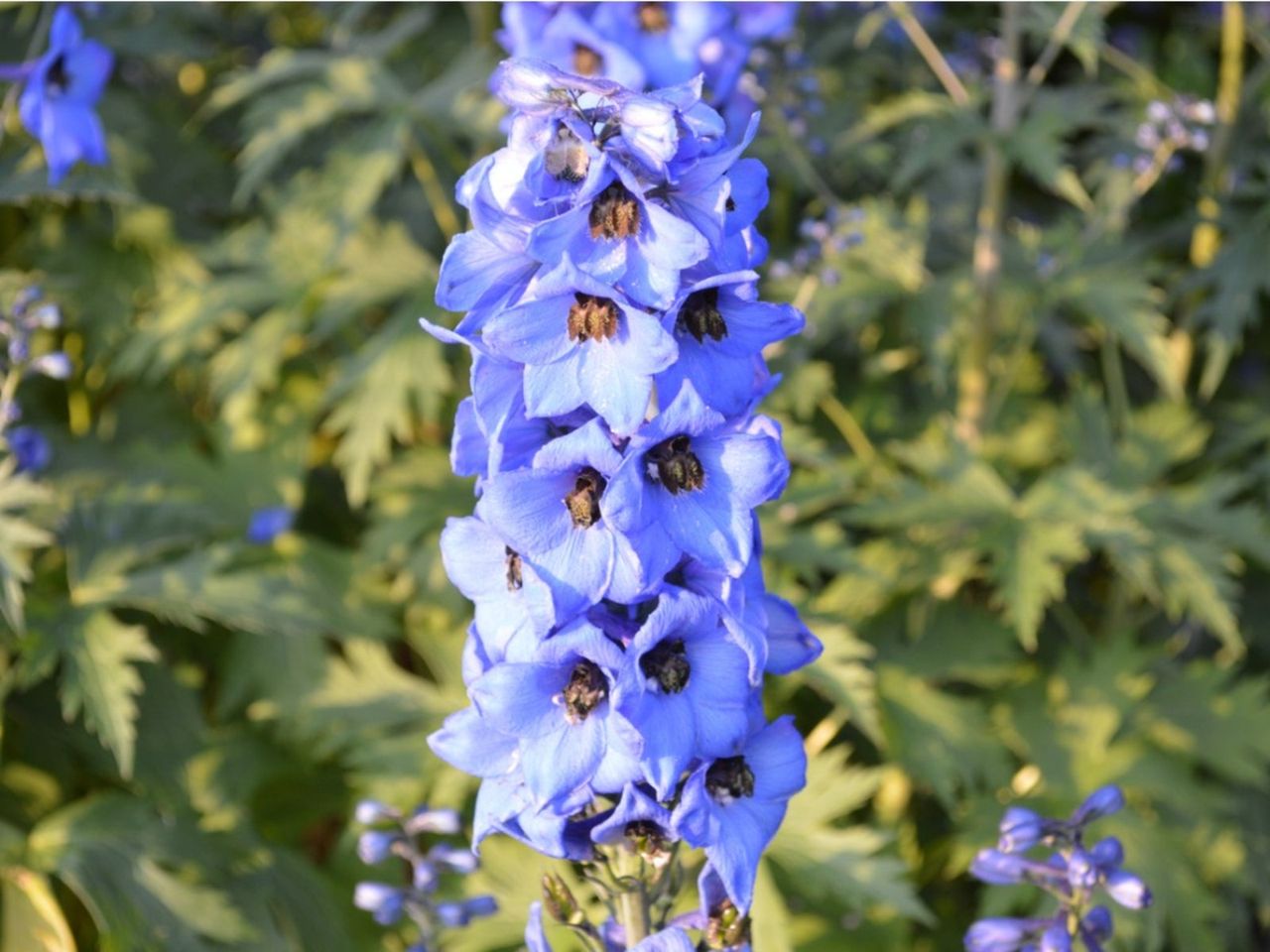 Purple Larkspur Plants