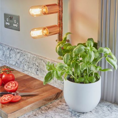 Basil plant growing in white pot on kitchen windowsill next to wooden chopping board with sliced tomatoes