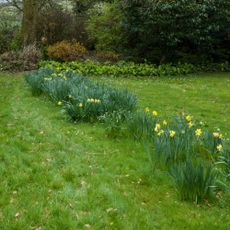 Daffodils growing in grass lawn in garden