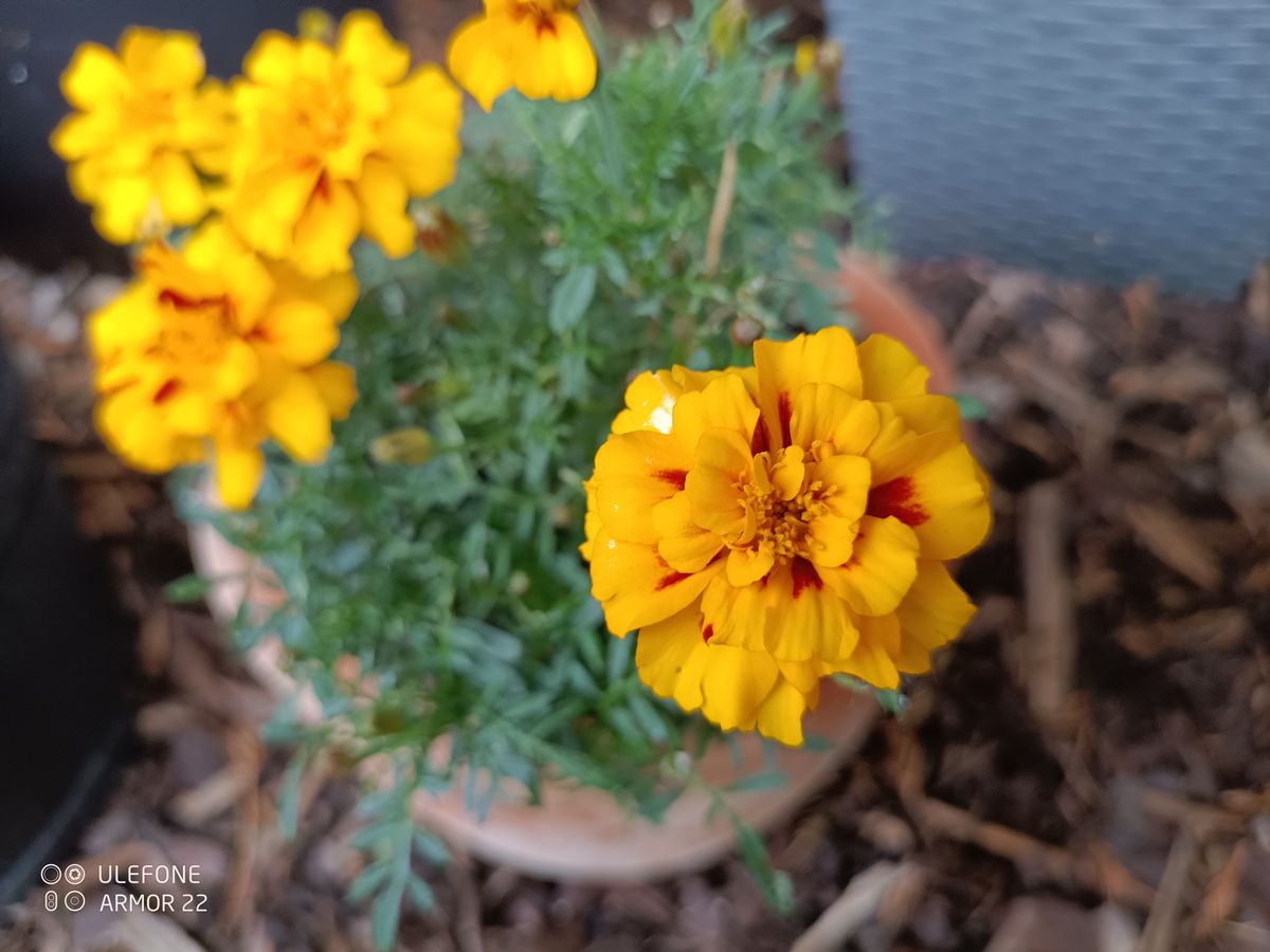Ulefone Armor 22 Example images