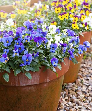 Pansies and violas in container