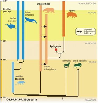 Here, a phylogenetic tree shows how hippos, and cetaceans such as whales and dolphins evolved from a common ancestor