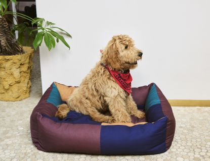 Hay dog accessories: dog in colourful dog bed wearing red bandana