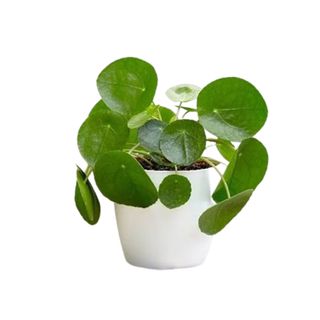 Money plant in white plant pot