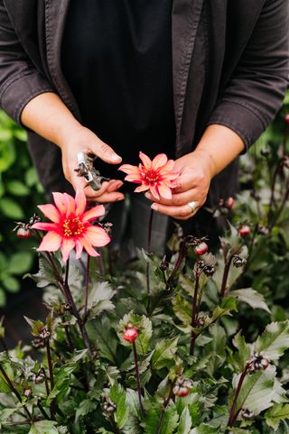 hands cutting dahlias in cut flower garden