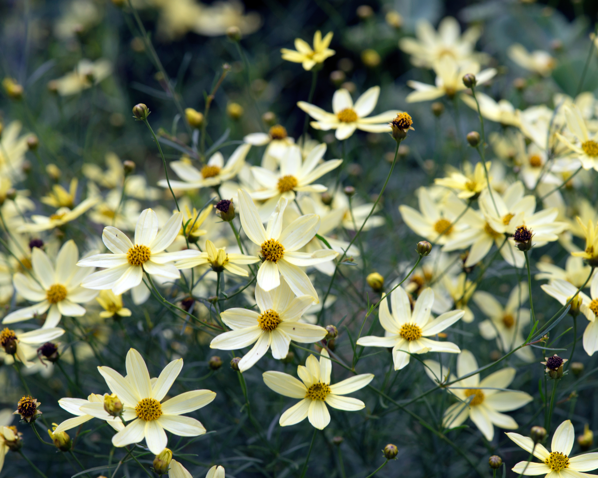 Yellow Coreopsis 'Moonbeam' flowers growing in a garden