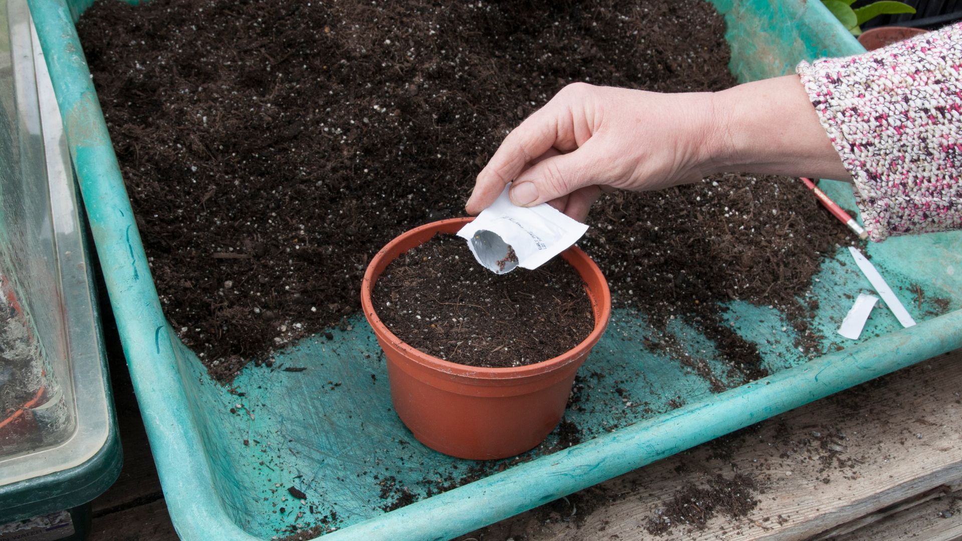 picture of woman sowing seeds in plastic pot