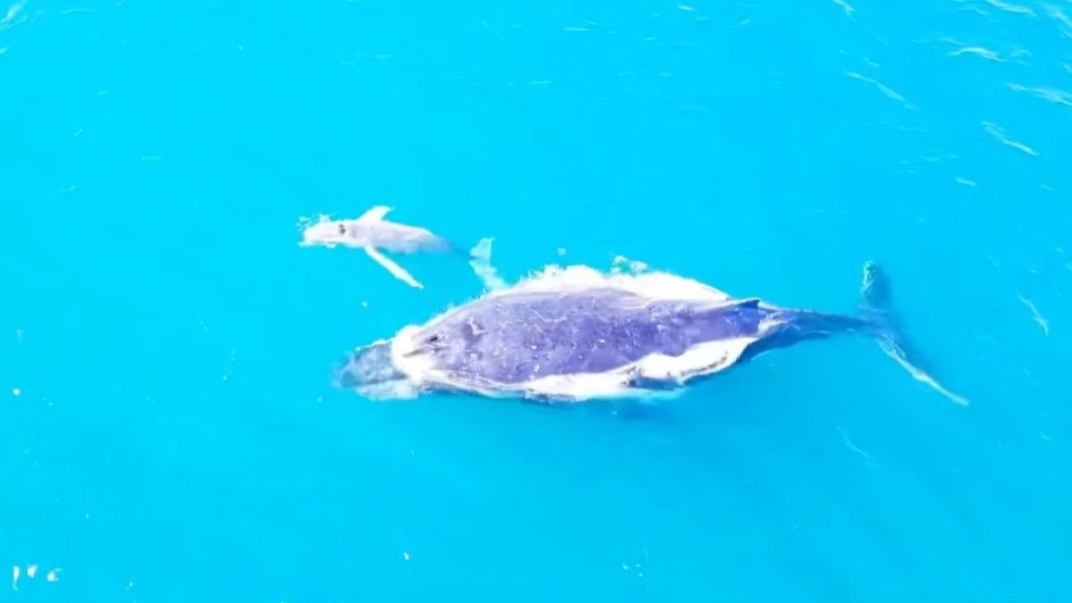 Baby Moby Dick? Rare white humpback whale calf filmed off Australia ...