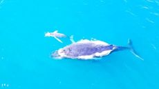 a white humpback whale calf swimming with its mother in turquoise blue sea