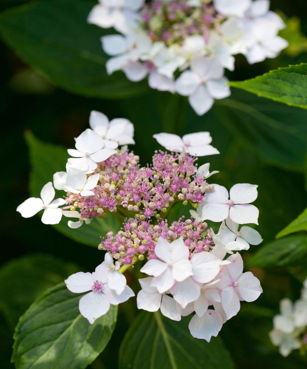Best hydrangea varieties: 15 great flowering shrubs to try | Homes and ...